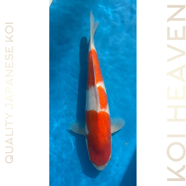 Momotaro koi farm  Kohaku  Tosai  33cm