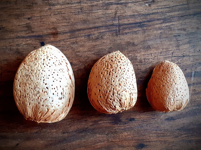 Amande coque certifiée BIO 1kg