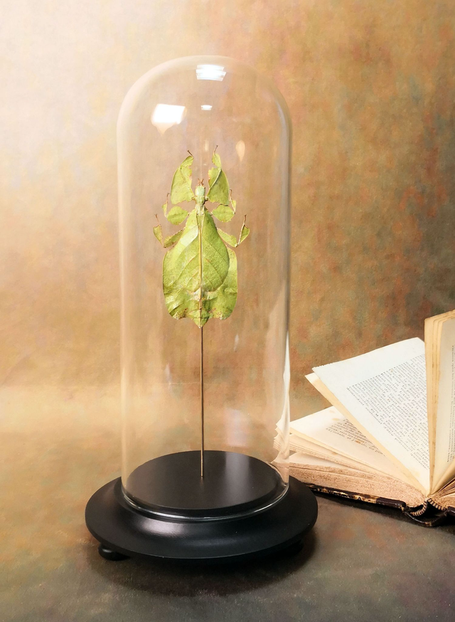 Phasme feuille - Phyllium Pulchrifolium