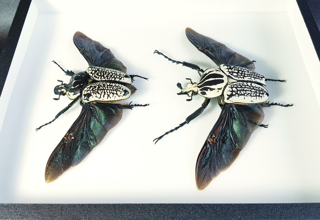 Goliathus goliathus meleagris (couple)