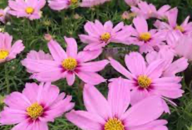 Cosmos Casanova Pink
