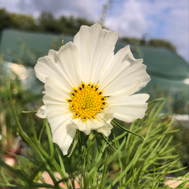 Cosmos Blanc AB