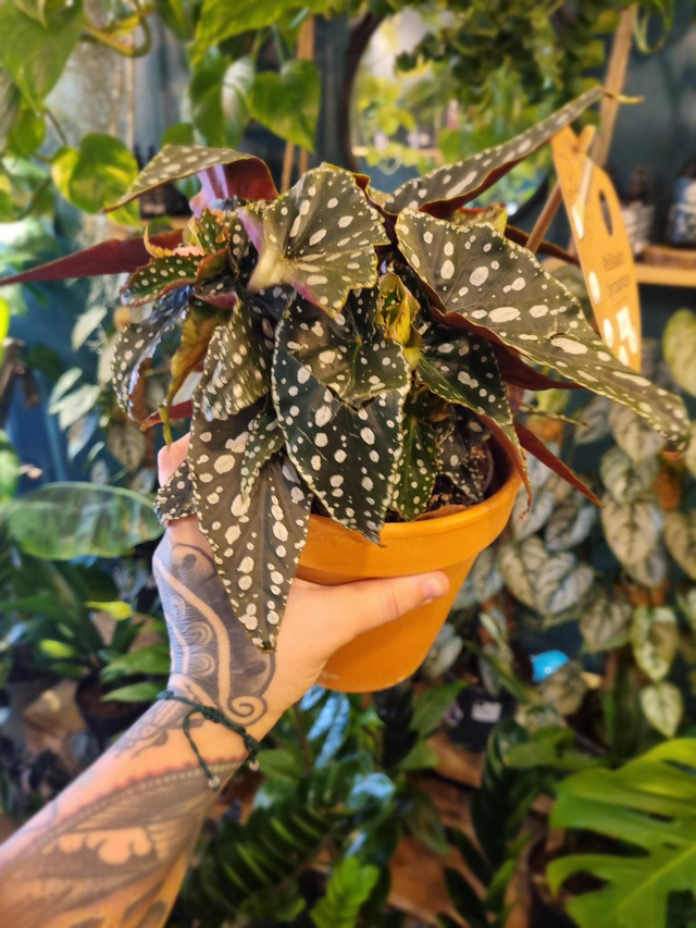 Begonia maculata in 14cm with terracotta pot
