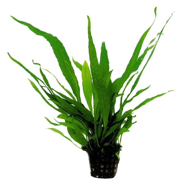 AP Microsorum Pteropus 8715897272479