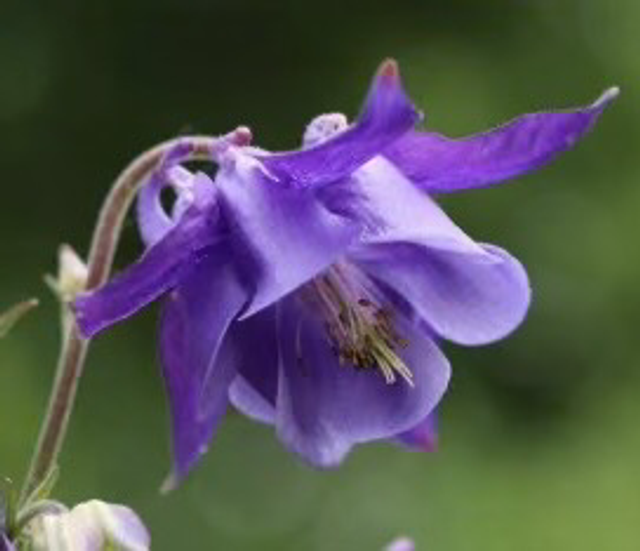 Ancolie commune NY - Aquilegia vulgaris