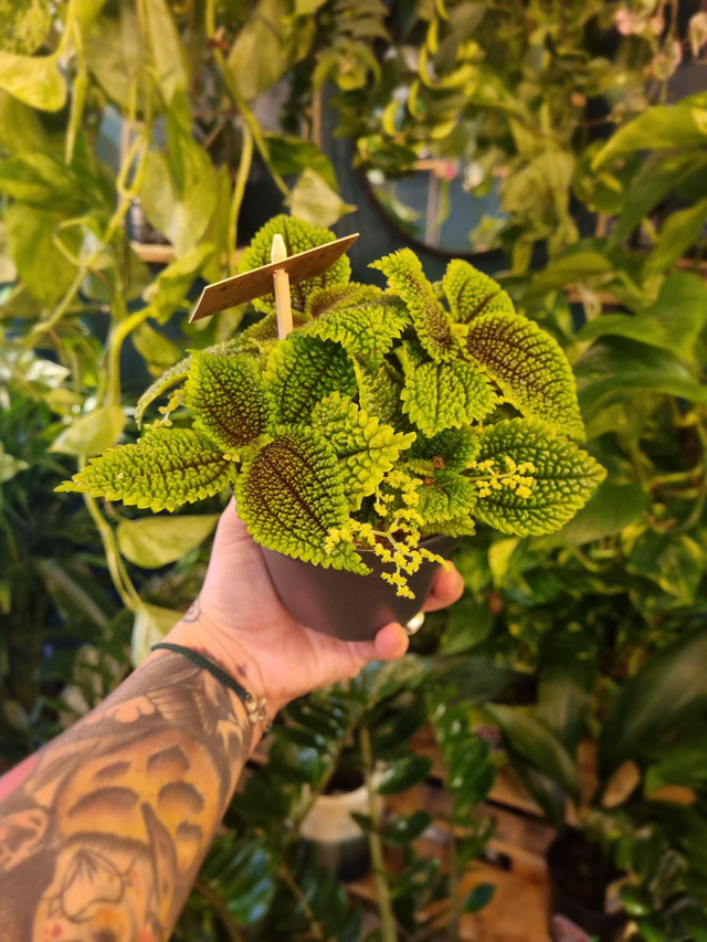 Pilea moon valley 12cm pot
