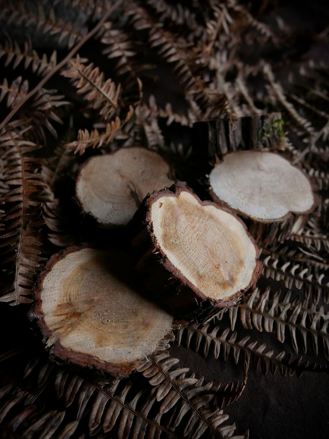 CADE - Rondelle de bois de cade brut