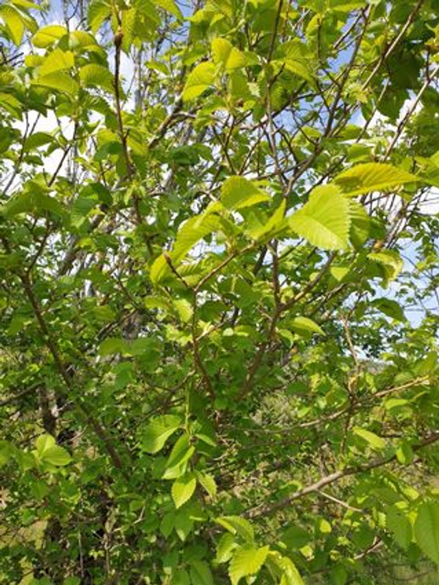 Orme Champêtre (Ulmus minor) - Végétal local