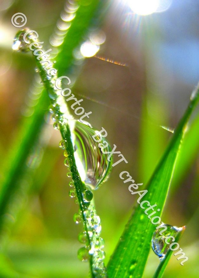 1 - Carte postale - Rosée et gouttes de pluie (Ref 3485)