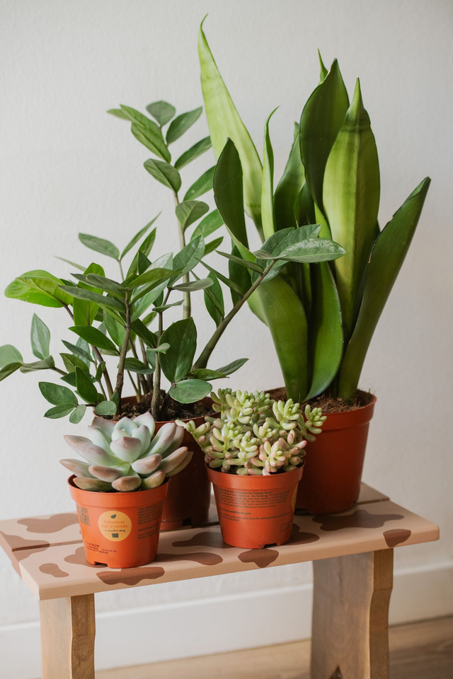 Kit du Jardinier flemmard - Mood Kit 🌱