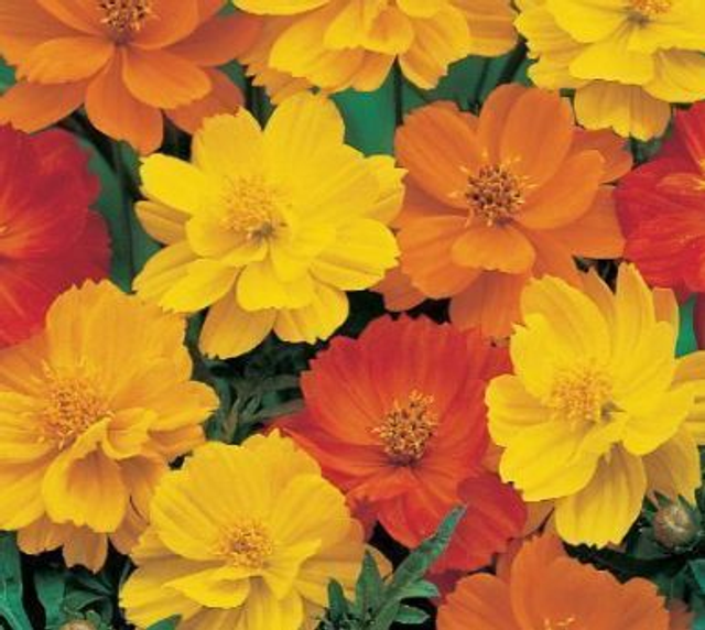 Cosmos Polidor Mixed