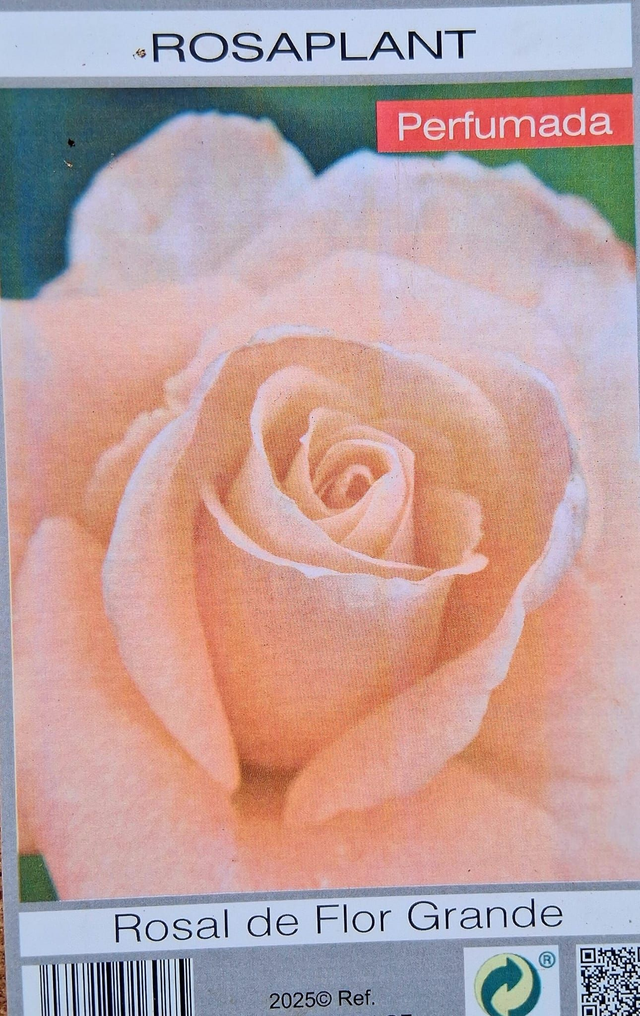 T04 . Rosa Perfumada, varietà Floribunda