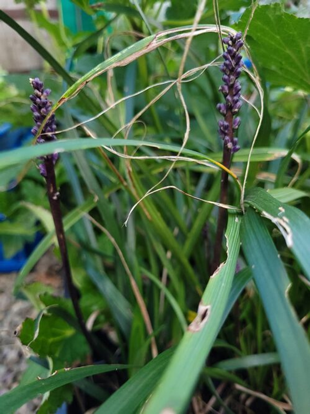 Liriope 'Amethyst ' 2 litre 