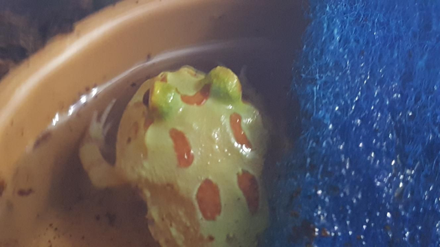 Pac man frog.  horned frog 