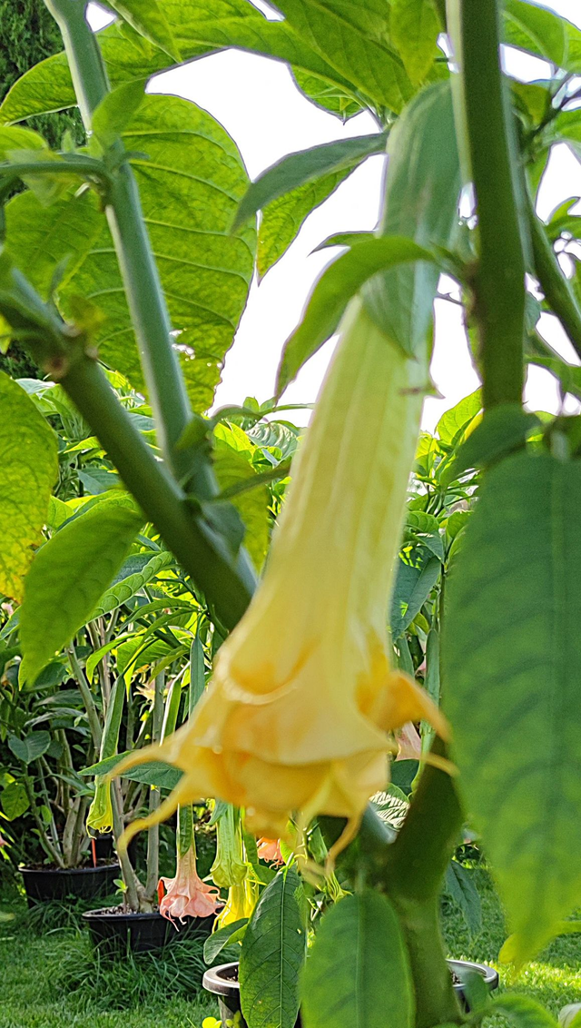 Angels Endless Summer