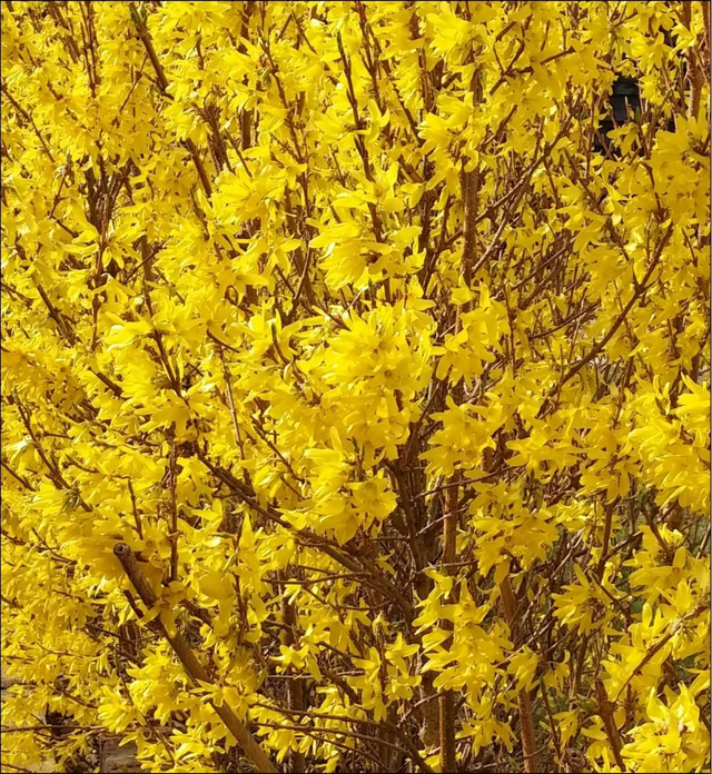forsythia intermedia `Spectabillis` - 1lt pot