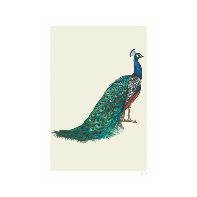 Peacock