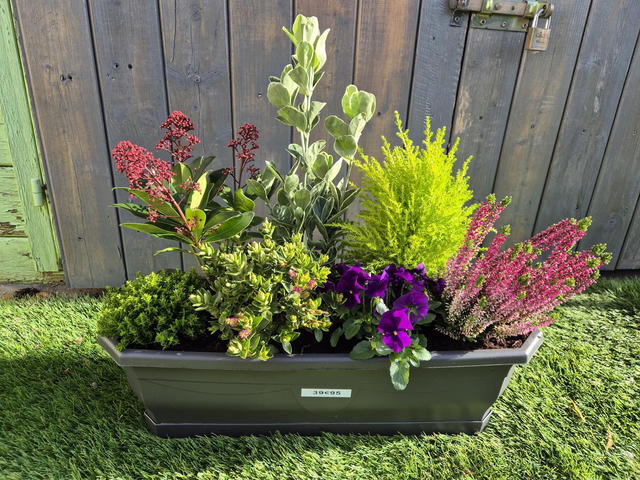 Jardinière 50cm + soucoupe 7 plantes