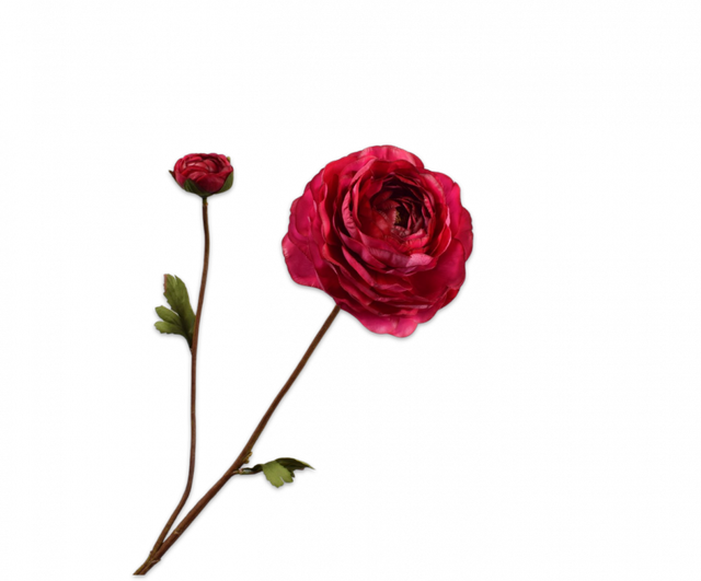 Silk-Ka Ranonkel Tak Beauty 65cm RT