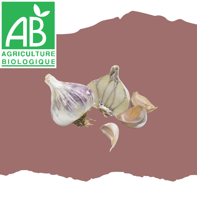 Ail violet Germidour BIO