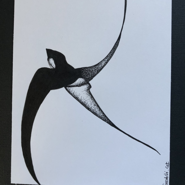 Hirondelle en vol - 23 x 32 cm - encadrement bois 