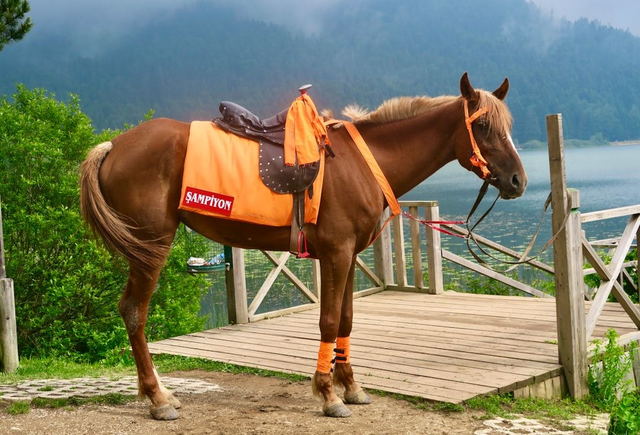 Race Night Sponsor