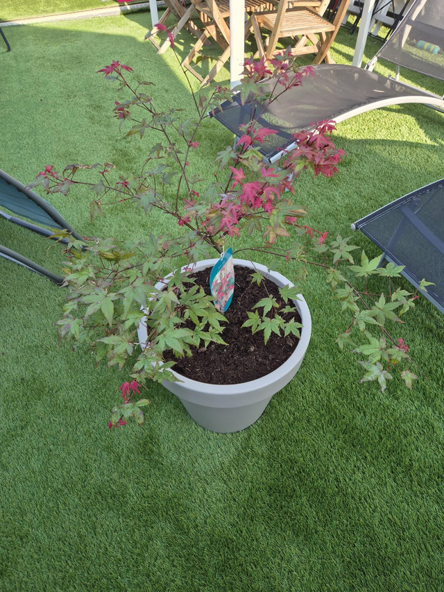 Erable palmatum Shin Deshojo pot 40cm