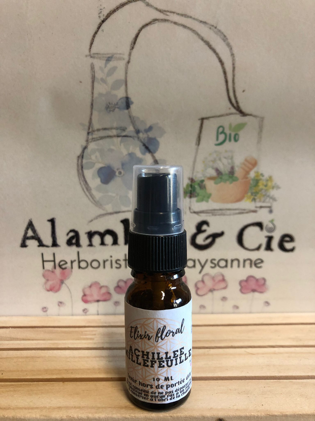 Achillée millefeuille