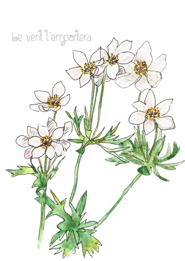 Anémone "Le vent l'emportera