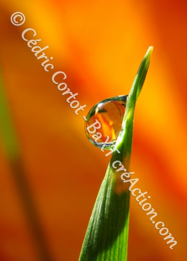 1 - Carte postale - Rosée et gouttes de pluie (Ref 7919)