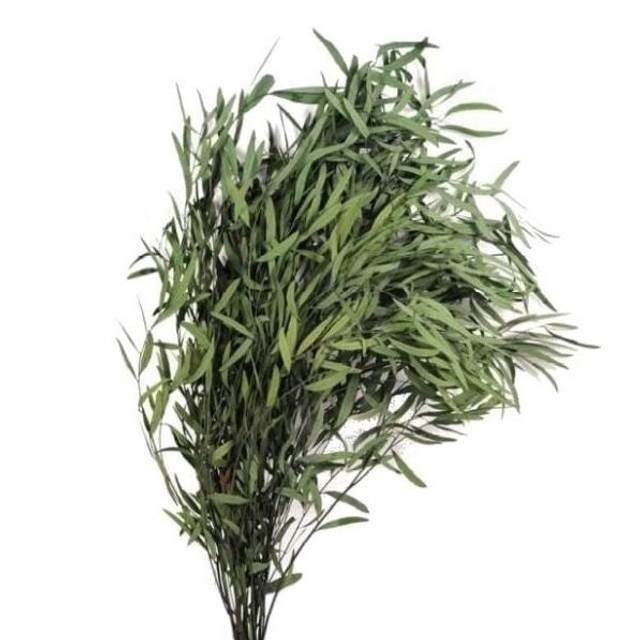 004 Eucalipto PRESERVADO Nicoly. Verde. Paquete