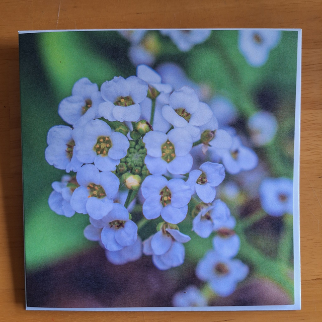 Flower and nature greeting card (with envelope) - snow in summer.