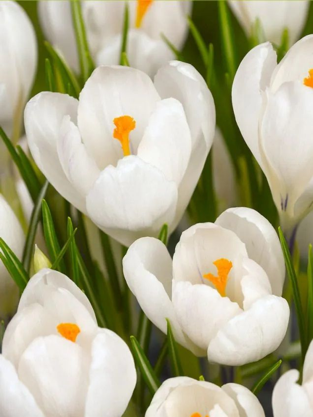 Crocus Jeanne d’Arc – Grandes fleurs blanches