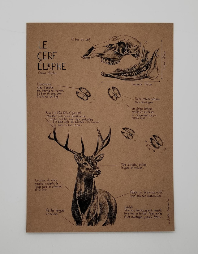 Cerf élaphe 