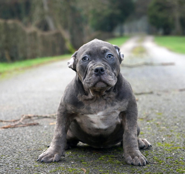 femelle American bully 