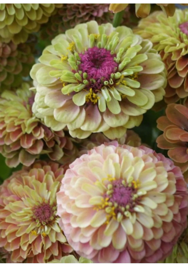 Zinnia 'Queen lime mix'