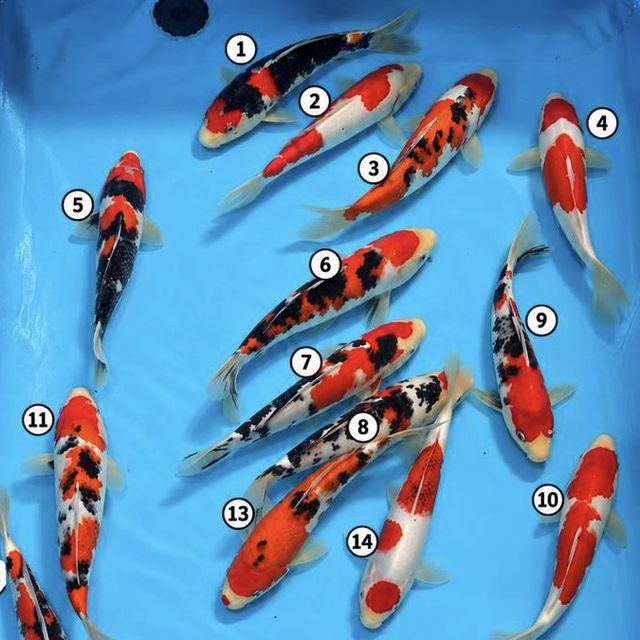 Izumiya Koi Farm - Winter Grow on at Koi Heaven