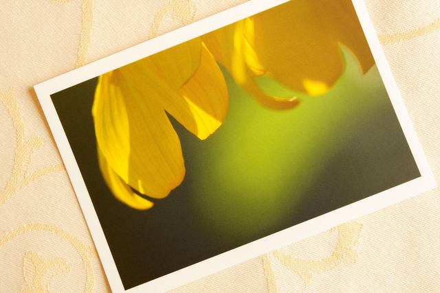 Carte postale A6 photographie "Pétales de Soleil"