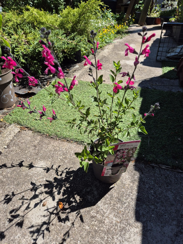 Sauge arbustive Pink Lips pot 19cm