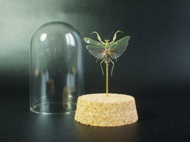 Creobroter gemmatus (mâle)