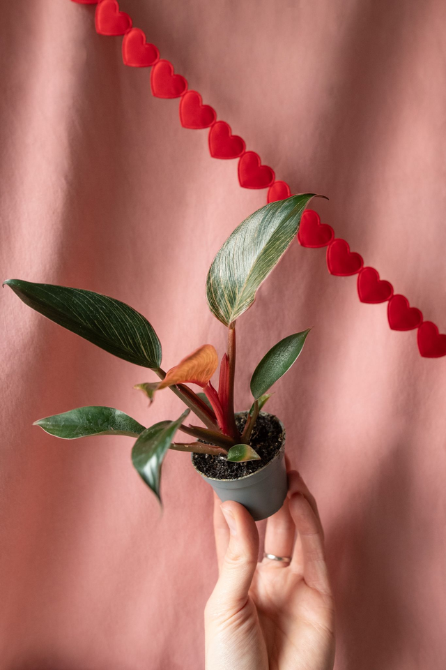 Philodendron Pink Bikini 🌿