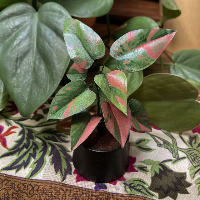 Philodendron 'Pink Princess'