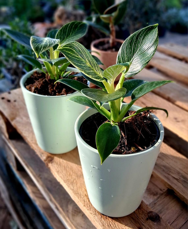 C166 . Phylodendron Birkin in cachpot 13