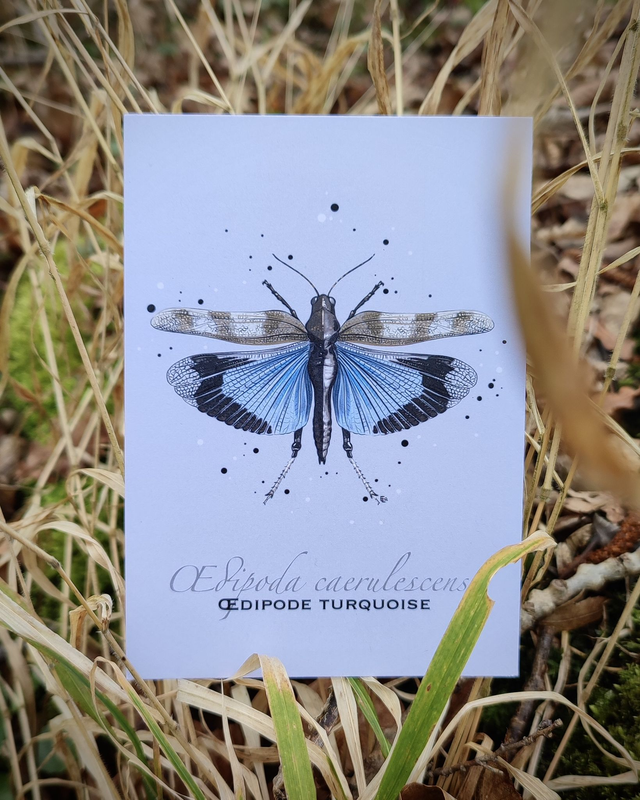 Oedipode turquoise - Carte format A6
