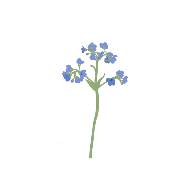 Cynoglossum &#039;Firmament&#039;