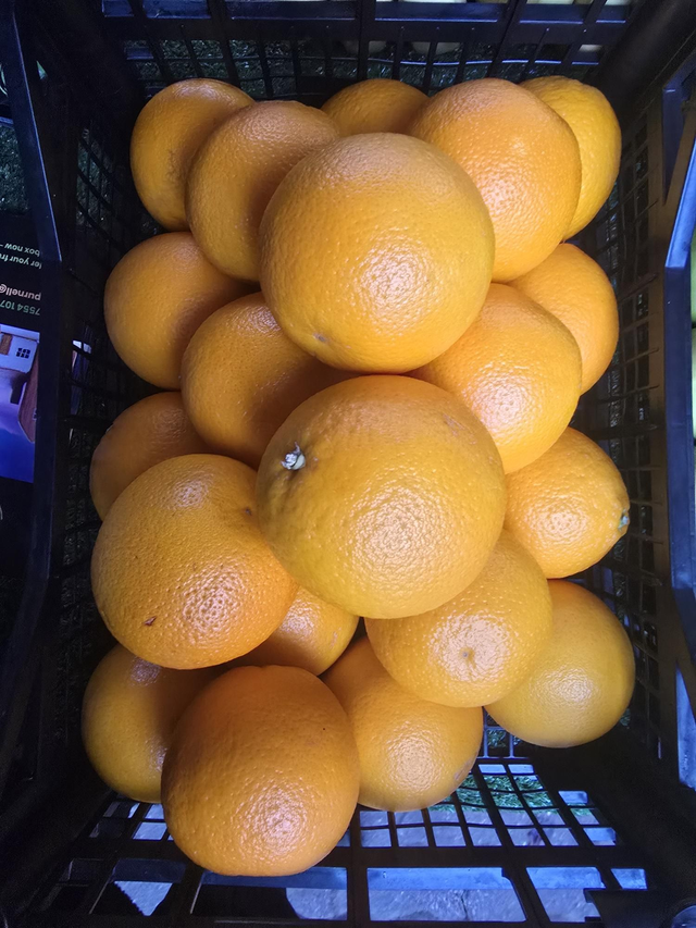 Oranges