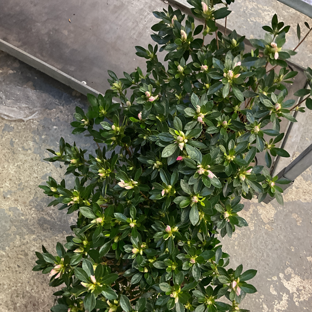 Rhododendron xxl
