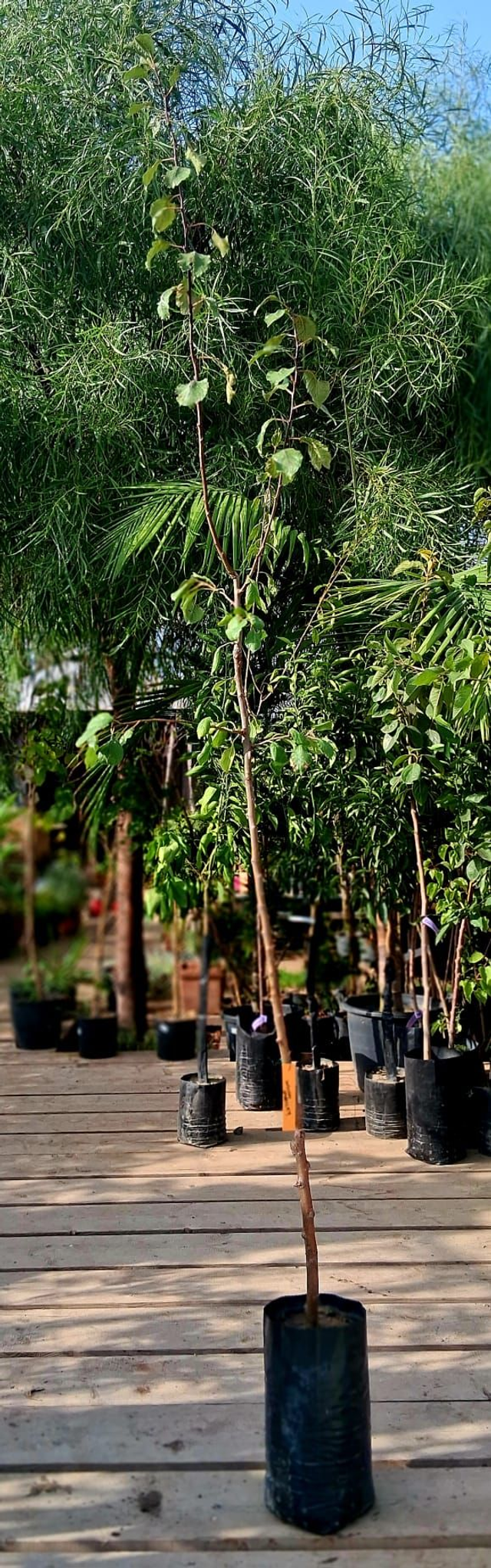 N22 . Susino varietà Stanley