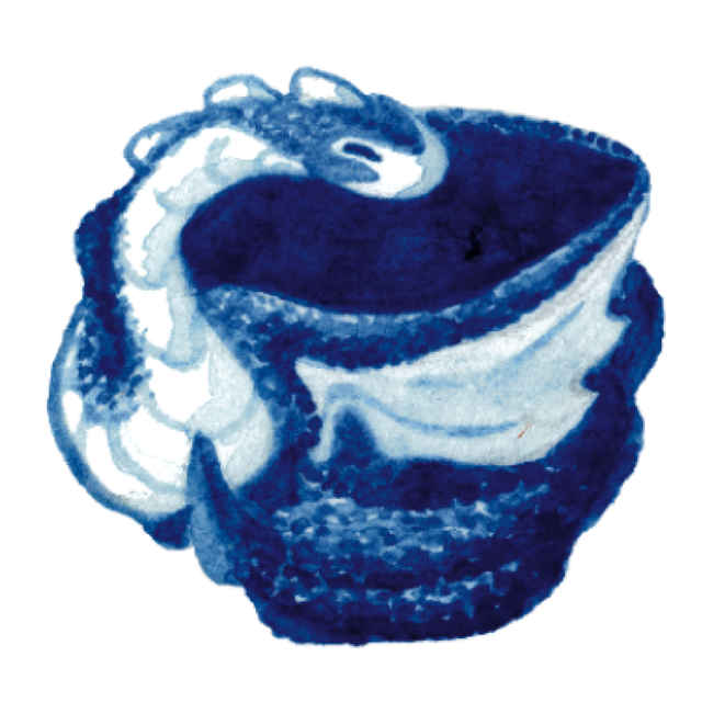 Autocollant - Dragons tasses