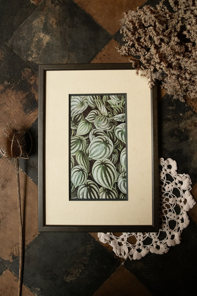 Peperomia Mystic 🌙 Cadre revalorisé